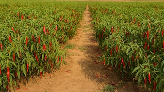 Which Indian City Is Known As The Chilli Capital Of India?