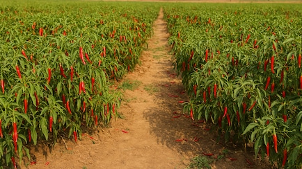 Which Indian City Is Known As The Chilli Capital Of India?