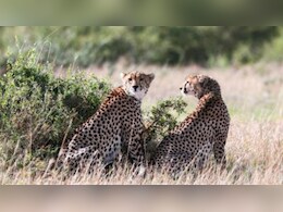 Rajasthan: कूनो के चीतों को भाया राजस्थान, कभी पेड़ों के नीचे आराम तो कभी खेतों में सैर, कोटा-बारां में केपी-2 का डेरा