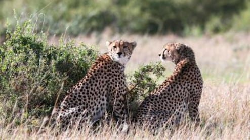 Rajasthan: कूनो के चीतों को भाया राजस्थान, कभी पेड़ों के नीचे आराम तो कभी खेतों में सैर, कोटा-बारां में केपी-2 का डेरा