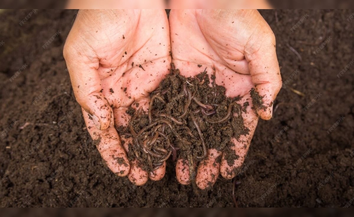 Business Idea: घर बैठे शुरू करें कृषि से जुड़ा ये बिजनेस, कम खर्च में होगी खूब कमाई, जानिए