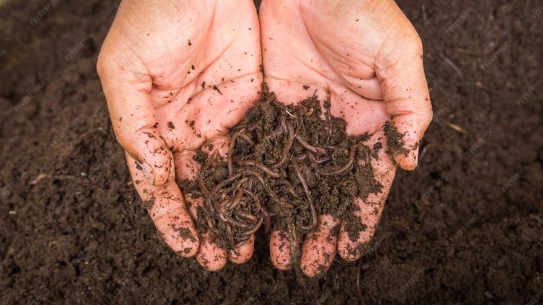 Business Idea: घर बैठे शुरू करें कृषि से जुड़ा ये बिजनेस, कम खर्च में होगी खूब कमाई, जानिए