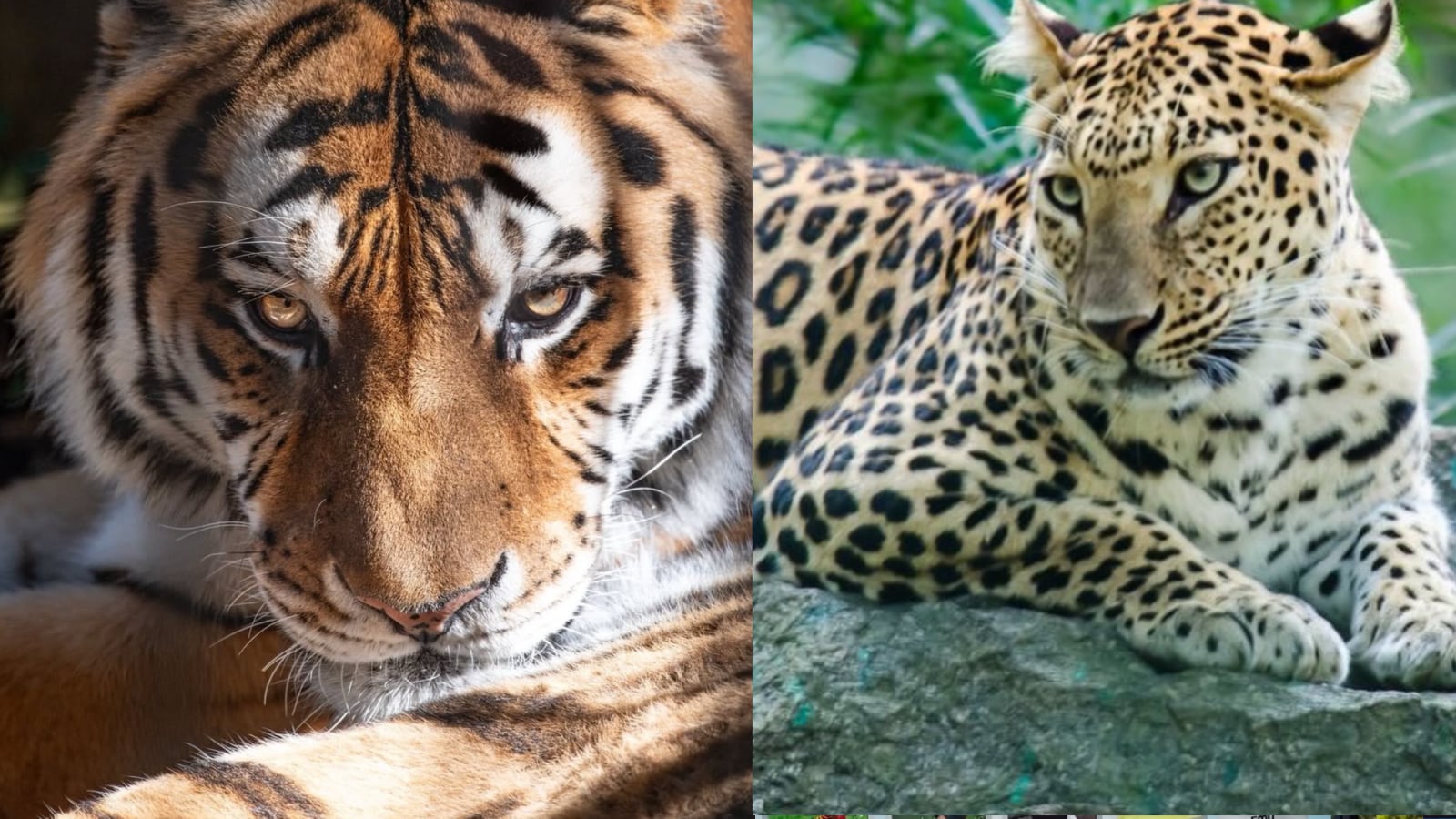 At This Uttarakhand Zoo, You Can Adopt Tigers, Birds, Fish, And More Animals; How Much It Costs