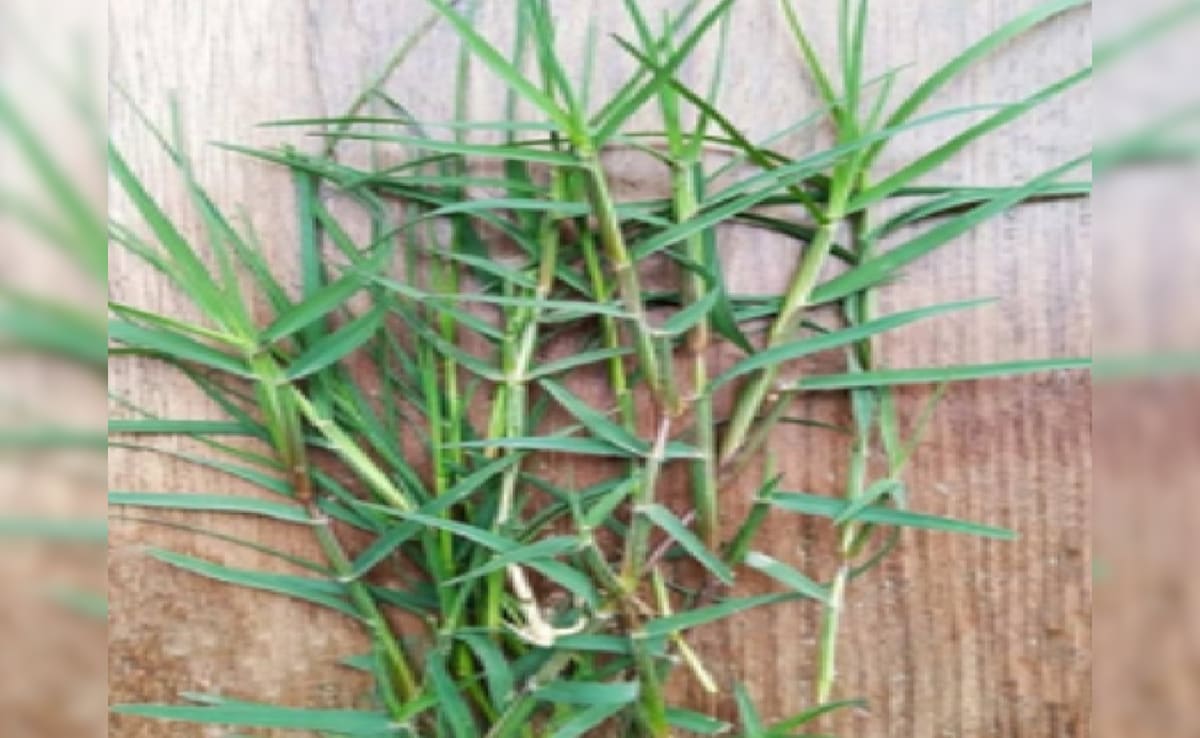 Chaitra Navratri 2026: चैत्र नवरात्र में पूजा पाठ के साथ औषधीय गुणों से भरपूर है दूब घास, जानें फायदे