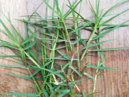 Chaitra Navratri 2026: चैत्र नवरात्र में पूजा पाठ के साथ औषधीय गुणों से भरपूर है दूब घास, जानें फायदे