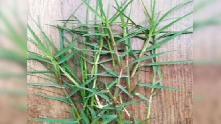 Chaitra Navratri 2026: चैत्र नवरात्र में पूजा पाठ के साथ औषधीय गुणों से भरपूर है दूब घास, जानें फायदे