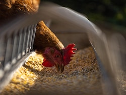 Karnataka Reports First Bird Flu Case Of 2026, Thousands Of Chickens Culled