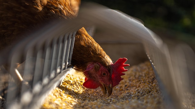 Bird Flu Outbreak In Chhattisgarh