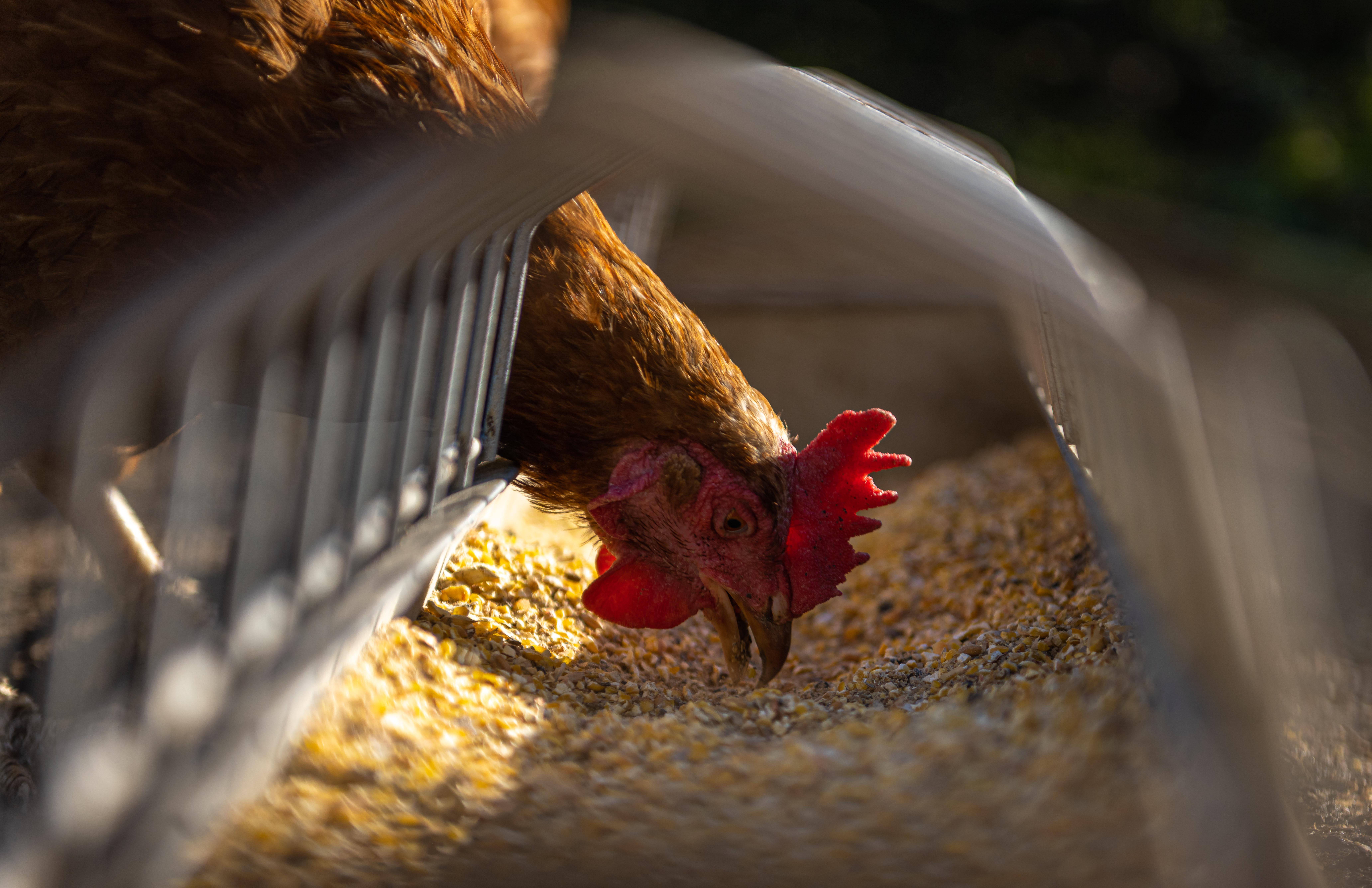 Bird Flu Outbreak In Chhattisgarh