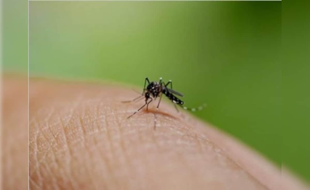शरीर में दिखें ये संकेत तो तुरंत जाएं अस्पताल, डेंगू का हो सकता है खतरा