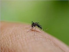 शरीर में दिखें ये संकेत तो तुरंत जाएं अस्पताल, डेंगू का हो सकता है खतरा