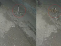 On CCTV, Dogs Attack Woman In Pune. Mutilated Body Found On Road