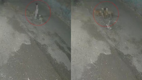 On CCTV, Dogs Attack Woman In Pune. Mutilated Body Found On Road