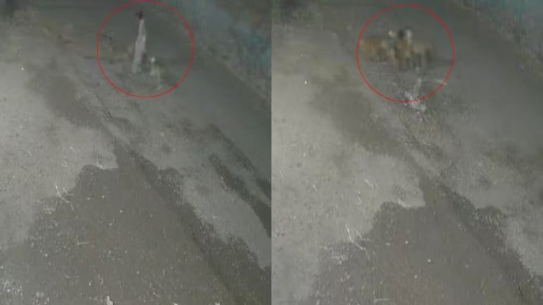 On CCTV, Dogs Attack Woman In Pune. Mutilated Body Found On Road