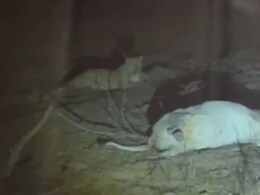 भरतपुर में पैंथर की दहशत, रात में गाय के बछड़े को बनाया शिकार