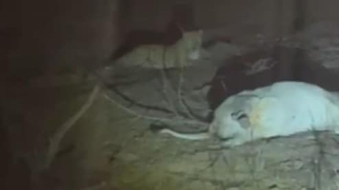 भरतपुर में पैंथर की दहशत, रात में गाय के बछड़े को बनाया शिकार