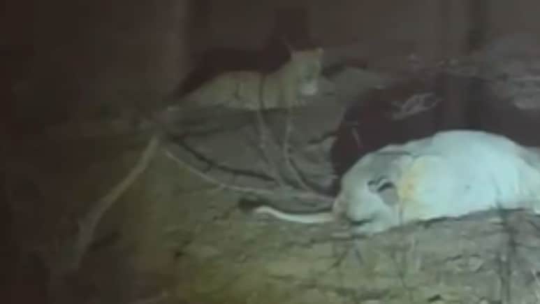 भरतपुर में पैंथर की दहशत, रात में गाय के बछड़े को बनाया शिकार