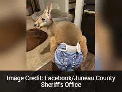 'Denim-Diaper' Wearing Kangaroo On The Run After Escaping Wisconsin Petting Zoo