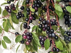 Neelbadi Ke Fayde: फल, पत्तियां, जड़… सब हैं दवा! जानिए इस चमत्कारी झाड़ी के बारे में