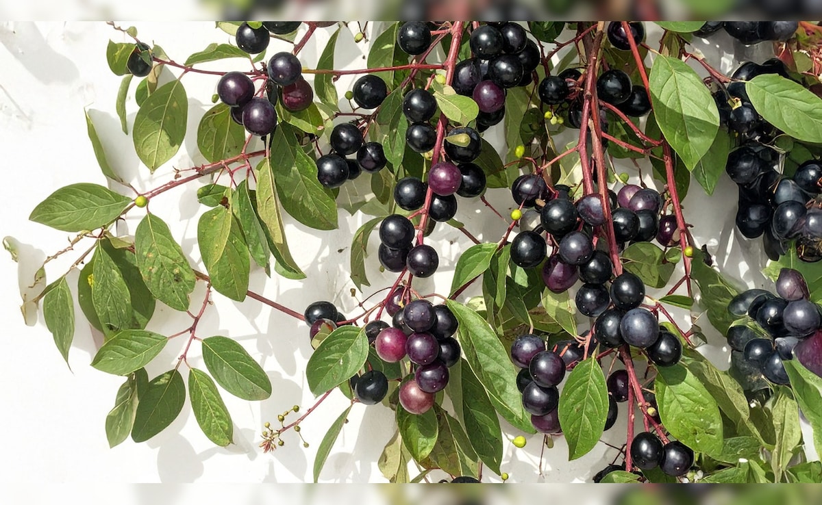 Neelbadi Ke Fayde: फल, पत्तियां, जड़… सब हैं दवा! जानिए इस चमत्कारी झाड़ी के बारे में