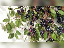 Neelbadi Ke Fayde: फल, पत्तियां, जड़&hellip; सब हैं दवा! जानिए इस चमत्कारी झाड़ी के बारे में