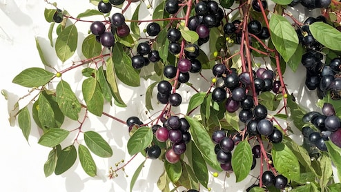 Neelbadi Ke Fayde: फल, पत्तियां, जड़&hellip; सब हैं दवा! जानिए इस चमत्कारी झाड़ी के बारे में