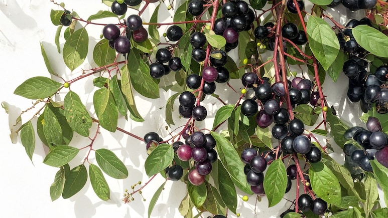 Neelbadi Ke Fayde: फल, पत्तियां, जड़&hellip; सब हैं दवा! जानिए इस चमत्कारी झाड़ी के बारे में