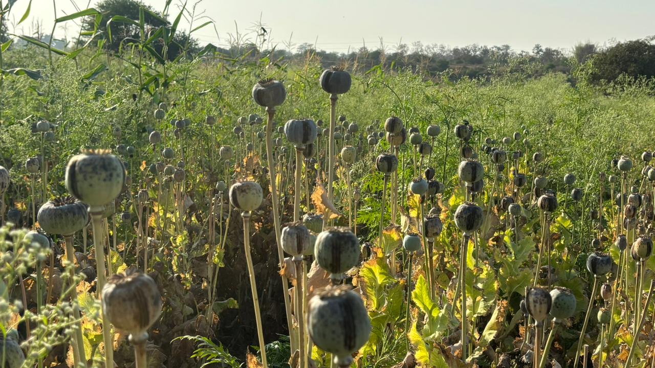 bjp leader vinayak tamrakar arrested durg opium farming case