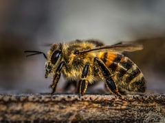 मधुमक्खी का डंक कब बन सकता है जानलेवा, जानें लक्षण और तुरंत क्या करें?