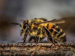 मधुमक्खी का डंक कब बन सकता है जानलेवा, जानें लक्षण और तुरंत क्या करें?