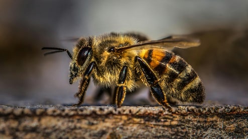 मधुमक्खी का डंक कब बन सकता है जानलेवा, जानें लक्षण और तुरंत क्या करें?