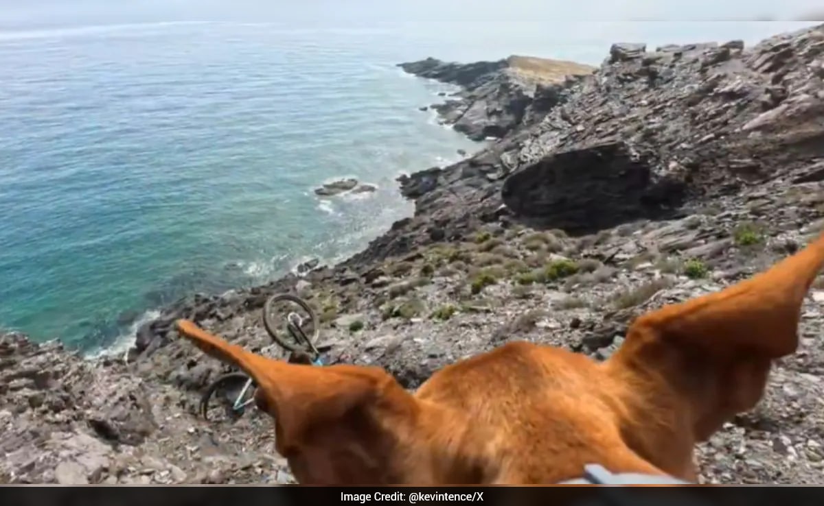 Viral Trail Accident Gets A Twist After Dog's POV Emerges