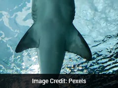 US Teen Finds Rare 6-Inch Megalodon Shark Tooth During Dive Off Florida Coast