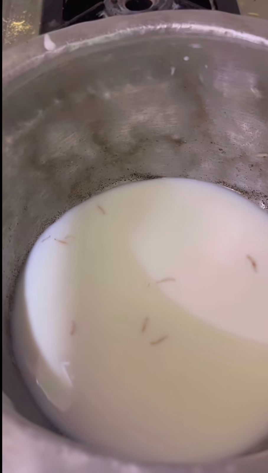 Viral Video: Woman Claims To Find Worms In Amul Milk, Company Responds