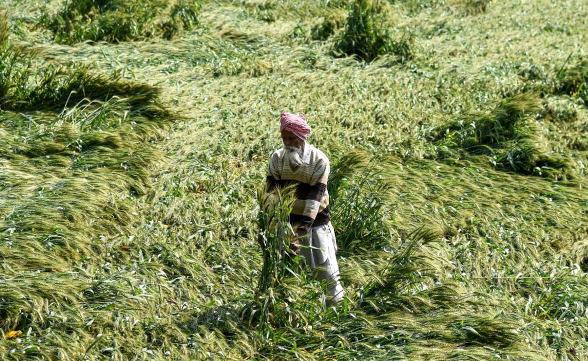 'एक रात में सब खत्म हो गया', बिहार में बेमौसम बारिश का कहर, किसानों के सामने लाखों के कर्ज की चिंता