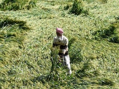 'एक रात में सब खत्म हो गया', बिहार में बेमौसम बारिश का कहर, किसानों के सामने लाखों के कर्ज की चिंता