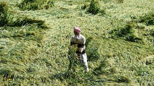 'एक रात में सब खत्म हो गया', बिहार में बेमौसम बारिश का कहर, किसानों के सामने लाखों के कर्ज की चिंता