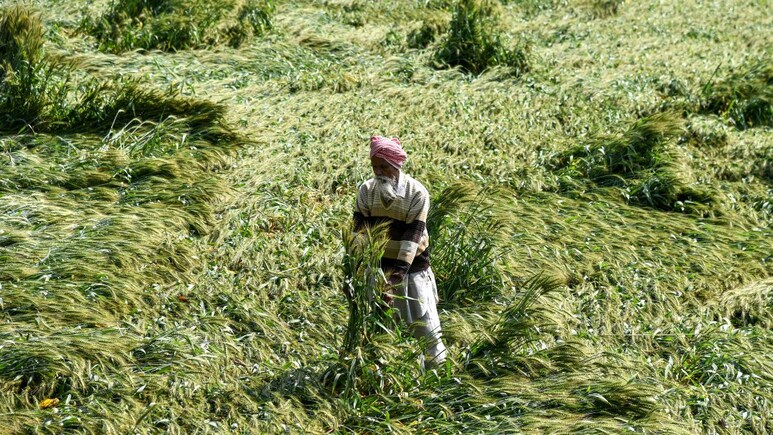 'एक रात में सब खत्म हो गया', बिहार में बेमौसम बारिश का कहर, किसानों के सामने लाखों के कर्ज की चिंता