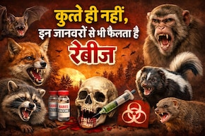 कुत्ते तो यूं ही बदनाम हैं, बिल्&zwj;ली और गाय से भी होती है ये 4000 साल पुरानी बीमारी, आज तक नहीं म&zwj;िला इलाज&nbsp;