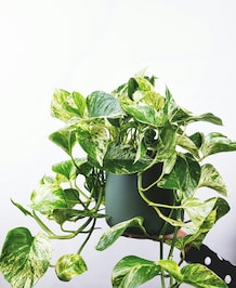 How To Care For Pothos Plant
