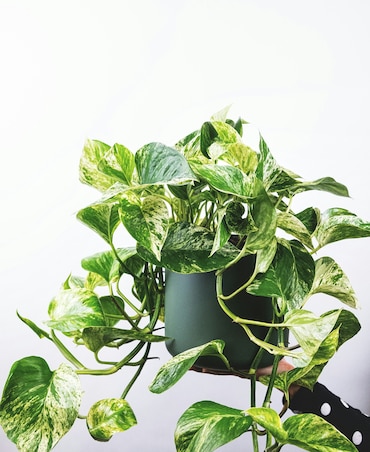 How To Care For Pothos Plant