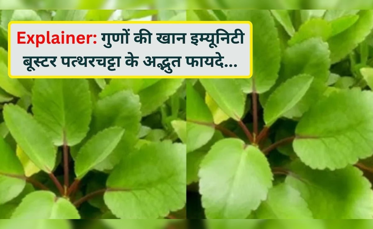 सप्लीमेंट नहीं, गांव की झाड़ियों में उगने वाली जड़ी-बूटी है असली इम्यूनिटी बूस्टर, जानिए पत्थरचट्टा के फायदे