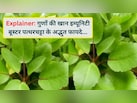 सप्लीमेंट नहीं, गांव की झाड़ियों में उगने वाली जड़ी-बूटी है असली इम्यूनिटी बूस्टर, जानिए पत्थरचट्टा के फायदे