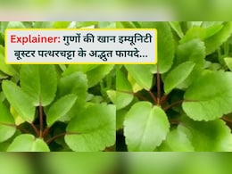 सप्लीमेंट नहीं, गांव की झाड़ियों में उगने वाली ये जड़ी-बूटी है असली इम्यूनिटी बूस्टर, जानिए पत्थरचट्टा के अद्भुत फायदे