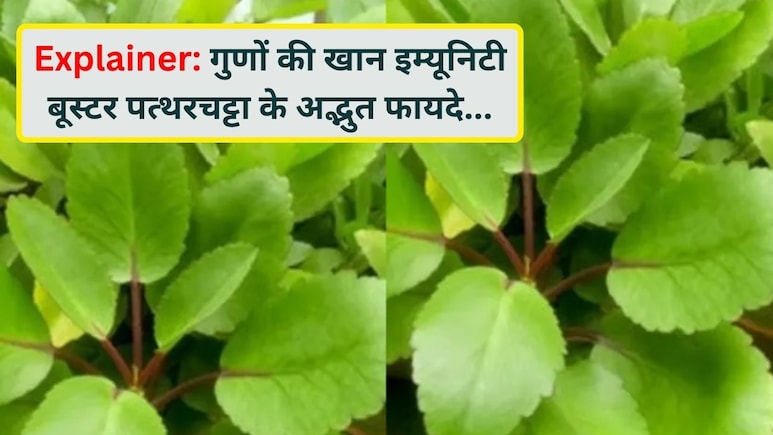 सप्लीमेंट नहीं, गांव की झाड़ियों में उगने वाली ये जड़ी-बूटी है असली इम्यूनिटी बूस्टर, जानिए पत्थरचट्टा के अद्भुत फायदे