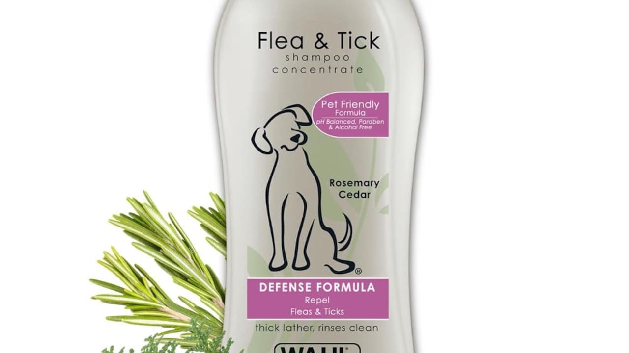 Stop Struggling With Pet Hair: 10 Top Tips To Deep Clean Your Home Furniture Stop Struggling With Pet Hair: 10 Top Tips To Deep Clean Your Home Furniture