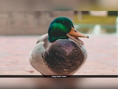 बतख के पेट से निकला लाखों का सोना! रातों-रात चमकी किसान की किस्मत, जानें पूरा मामला