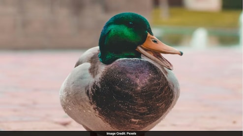 बतख के पेट से निकला लाखों का सोना! रातों-रात चमकी किसान की किस्मत, जानें पूरा मामला