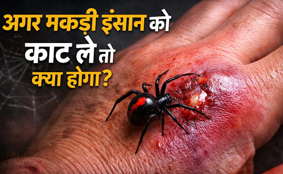 अगर मकड़ी इंसान को काट ले तो क्या होगा?