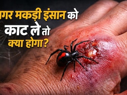 अगर मकड़ी इंसान को काट ले तो क्या होगा?